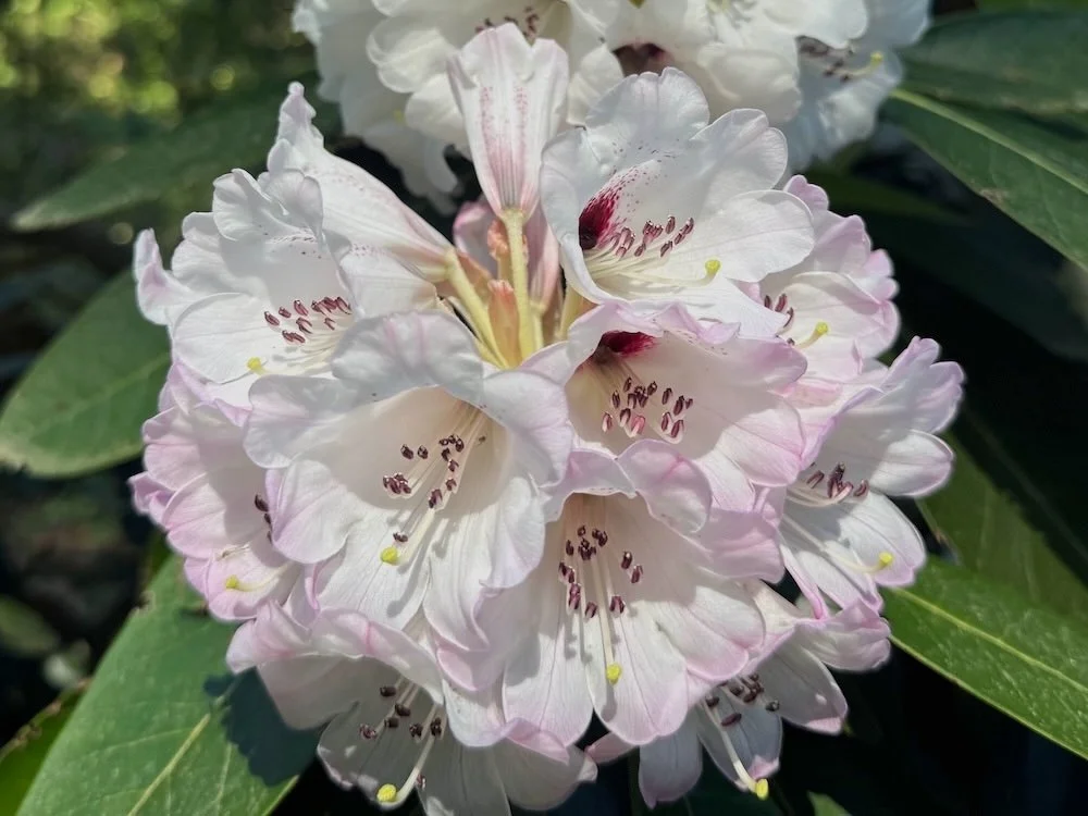 Rhododendron rex ssp. fictolacteum 05.jpeg