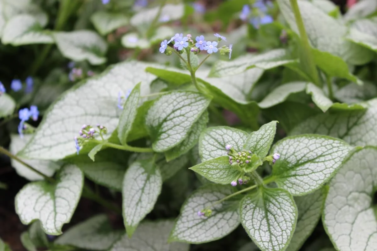 Brunnera macrophylla ‘Jack Frost’ (Heartleaf Brunnera) — Northwest Blooms