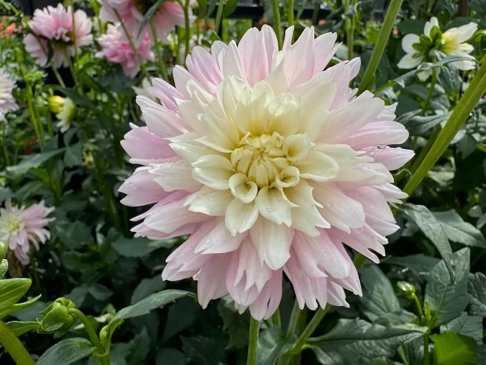Dahlia 'Chilson's Pride' 02.jpeg