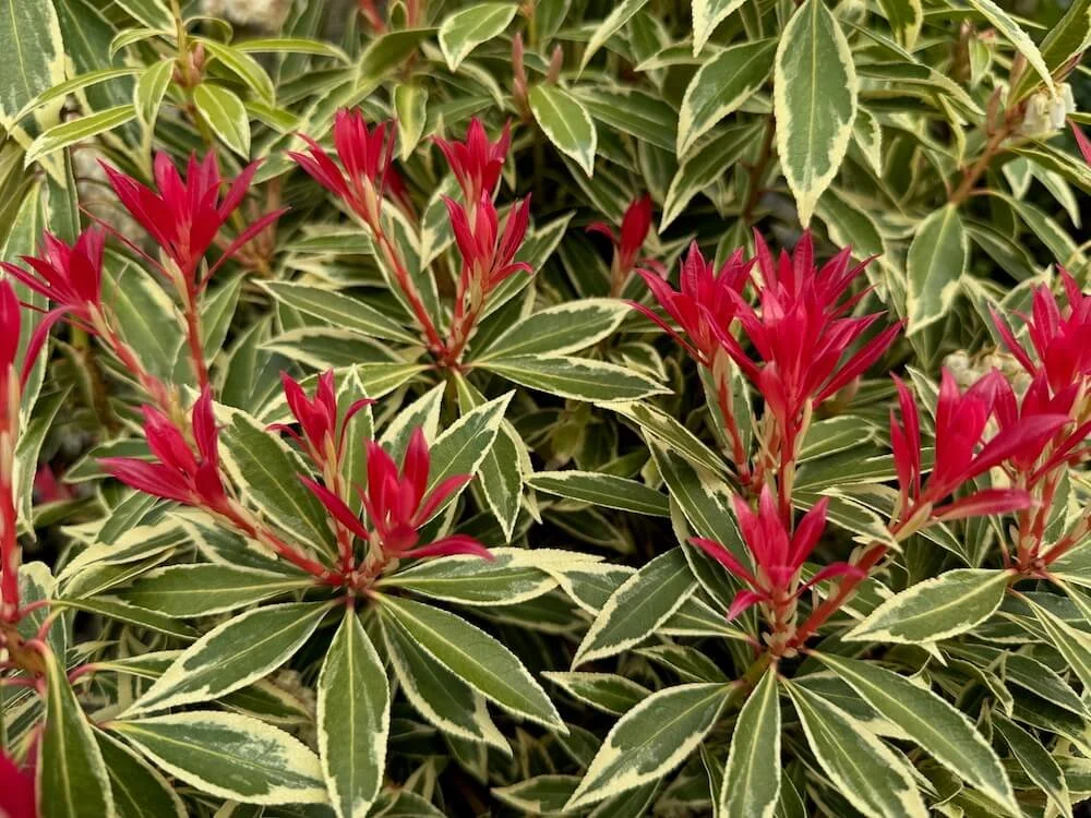 Pieris japonica 'Flaming Silver' 05.jpeg