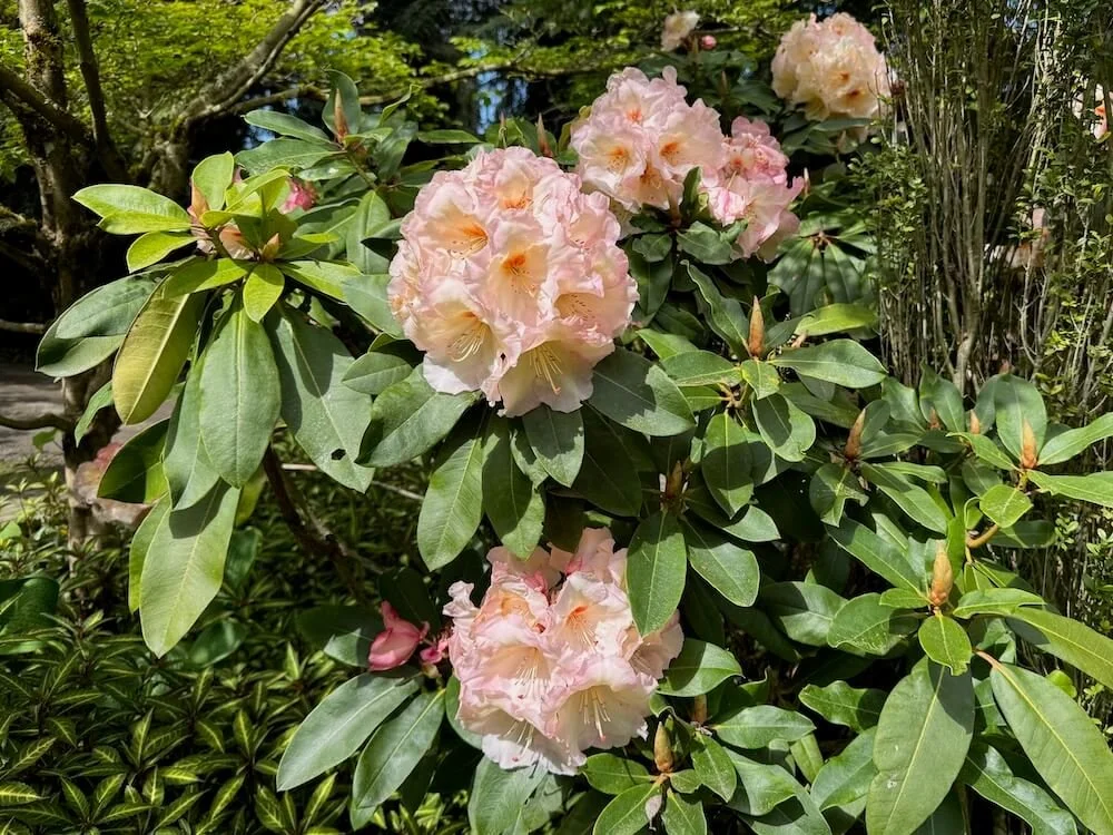 Rhododendron 'Nelda Peach' 03.jpeg