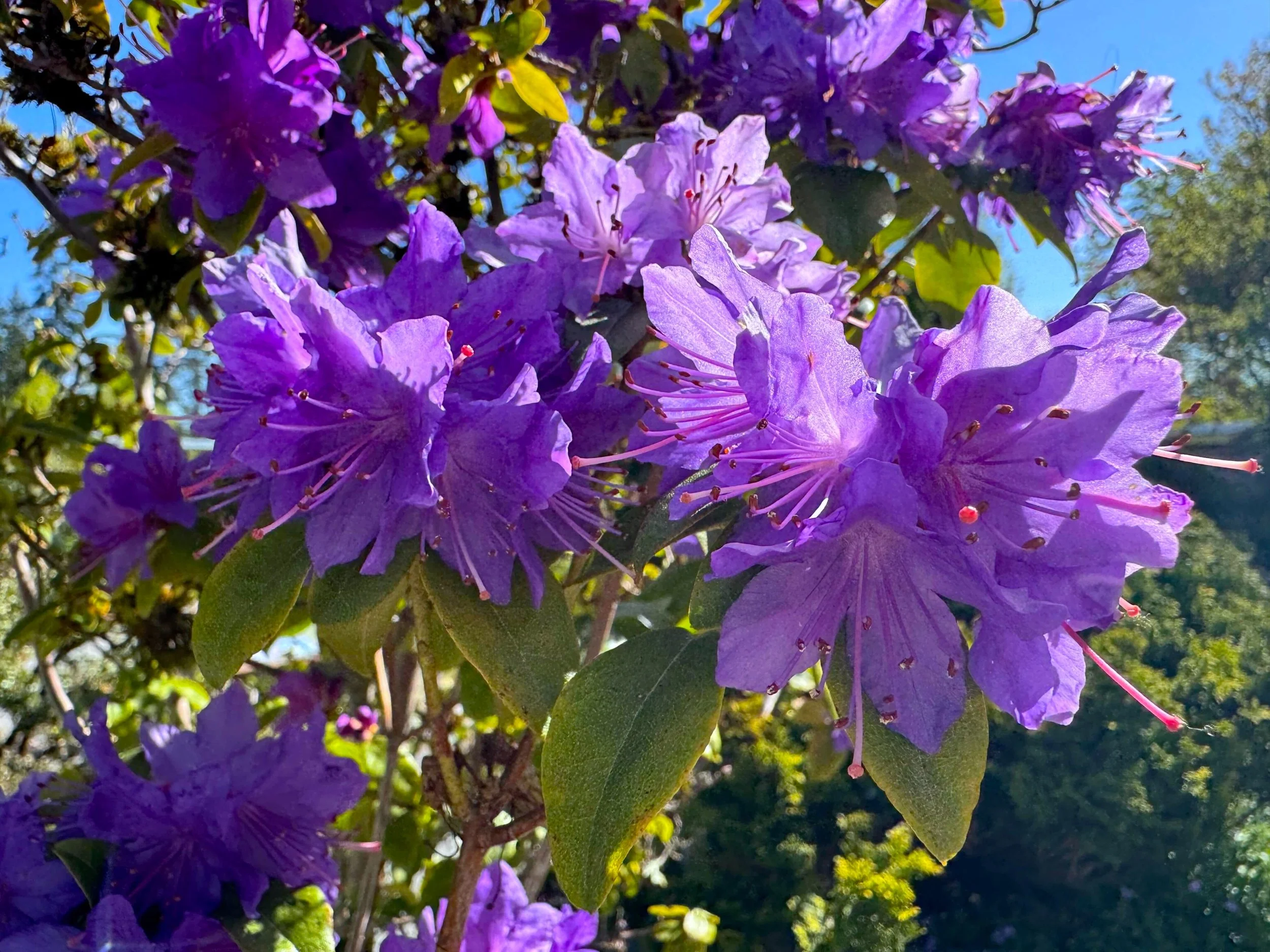 Rhododendron minus x hanceanum 02.jpeg