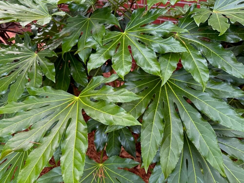 Fatsia japonica 04.jpeg