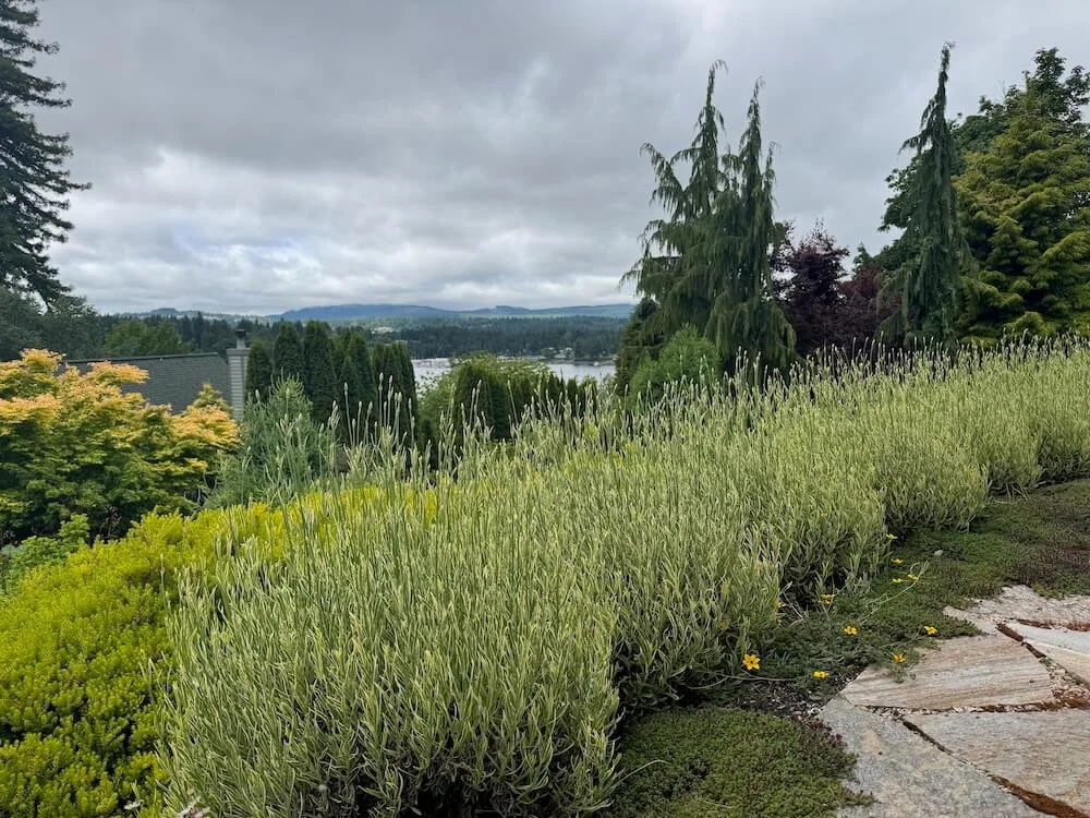 Lavandula angustifolia 'Platinum Blonde' 13.jpeg