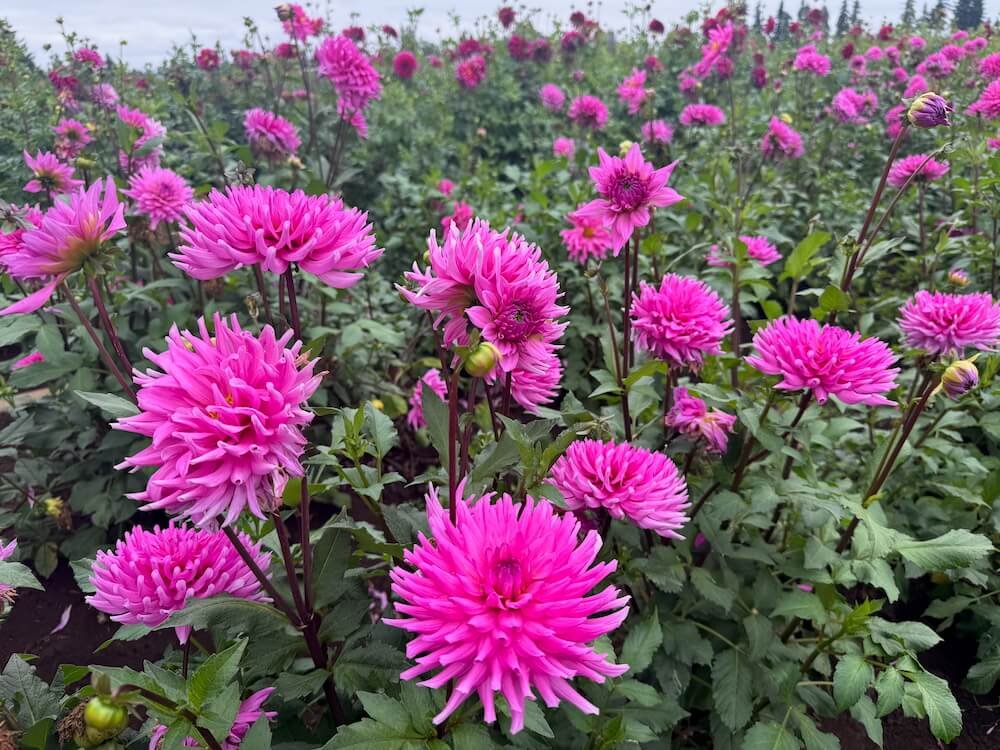 Dahlia 'Herbert Smith' 03.jpeg