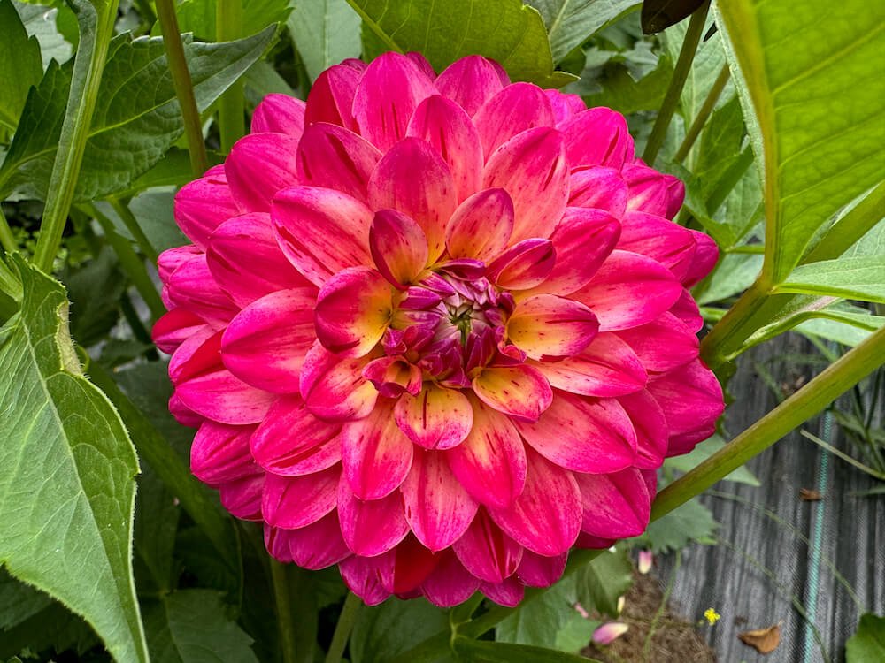 Dahlia 'Variegated Brittany Ray' 03.jpeg