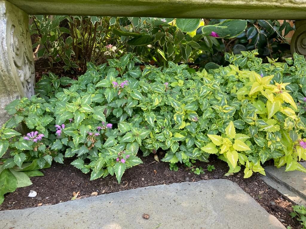 Lamium Anne Greenaway 03.jpeg