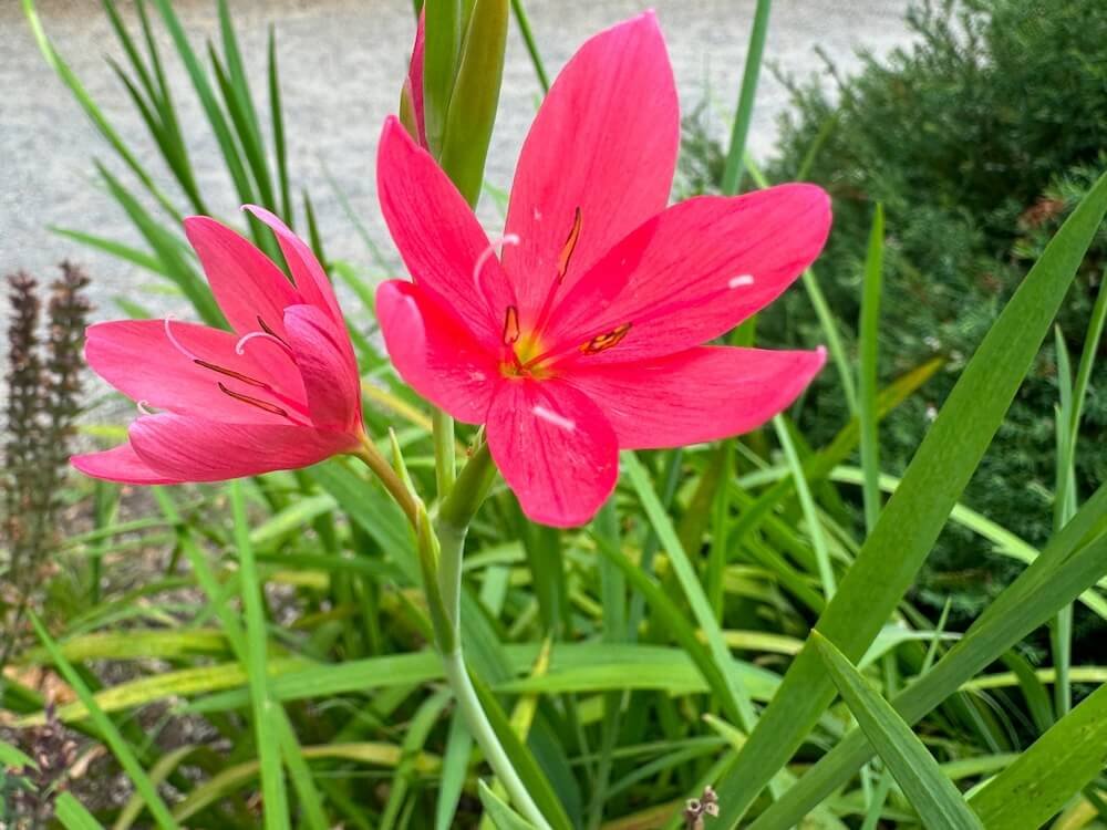 Hesperantha coccinea 'Zeal Salmon' 03.jpeg