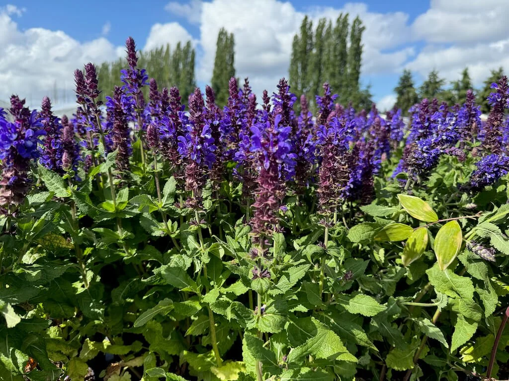 Salvia nemorosa 'Blue Marvel' 03.jpeg