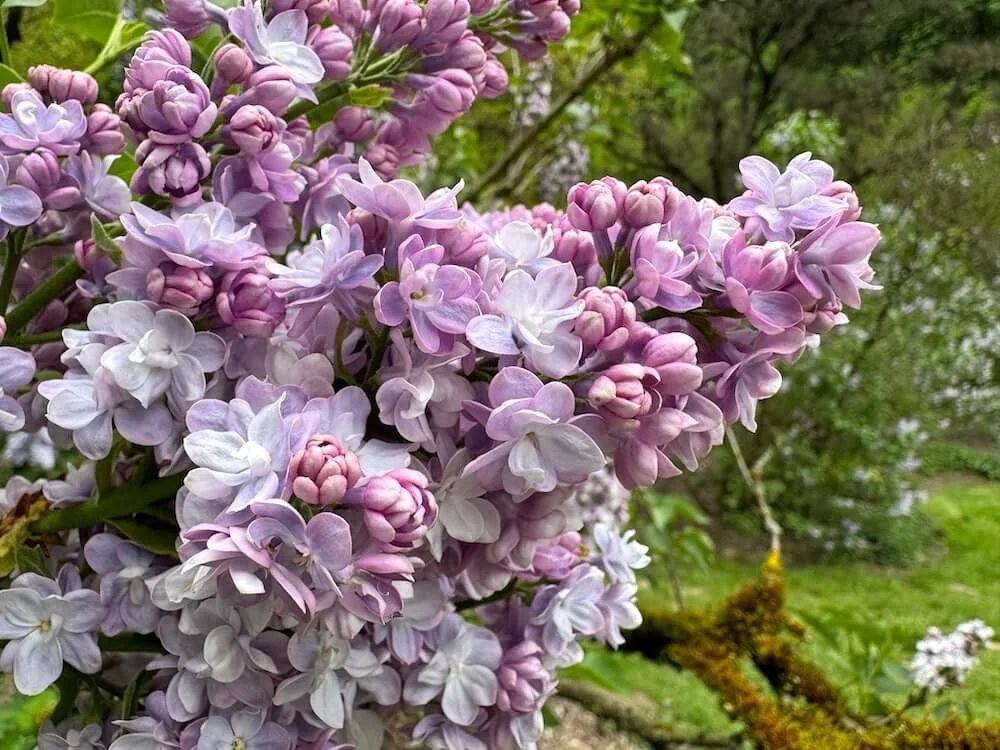 Syringa vulgaris ‘Katherine Havemeyer' | Katherine Havemeyer Lilac
