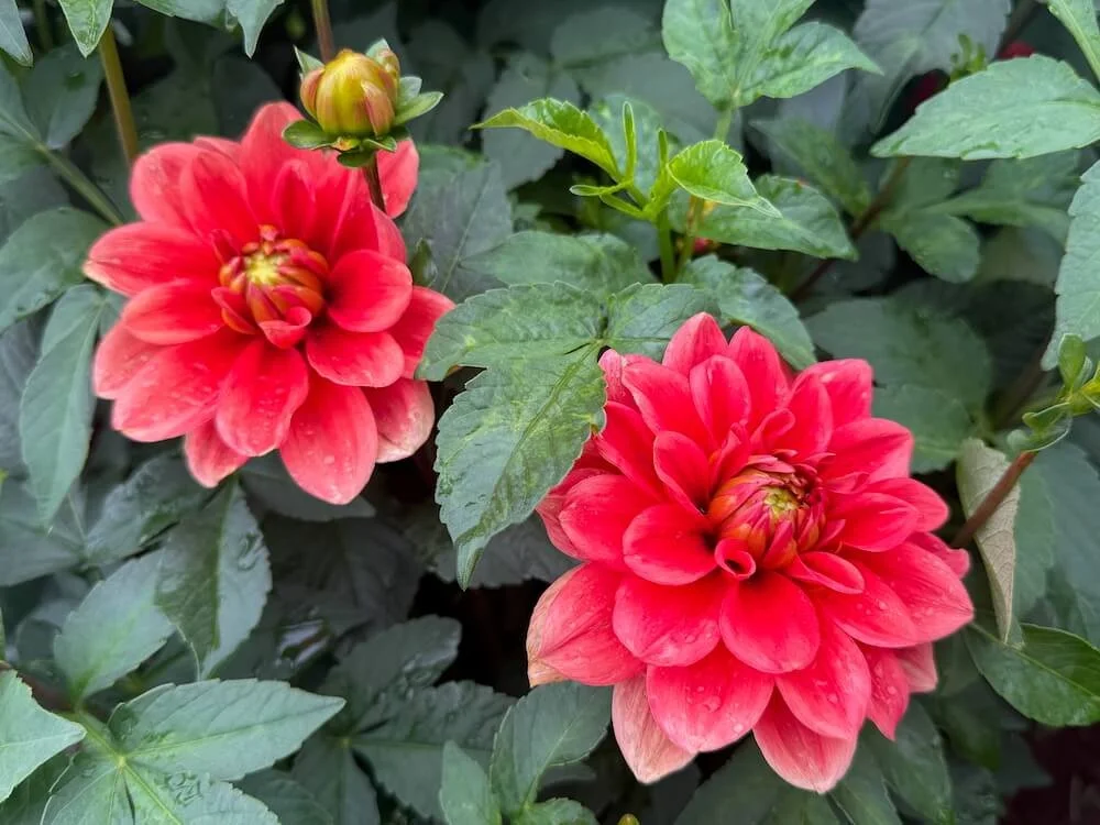 Dahlia 'Hot Rod' 02.jpeg