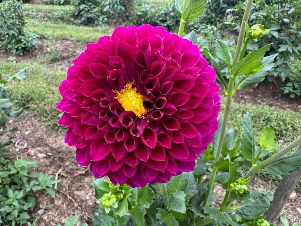 Dahlia 'Sharky' 02.jpeg