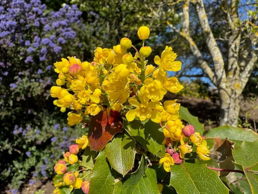 Berberis aquifolium 02.jpeg