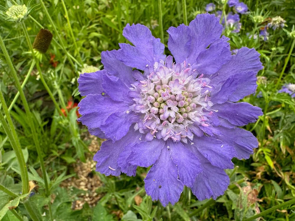 Scabiosa caucasica 'Perfection Blue' | Perfection Blue Pincushion Flower