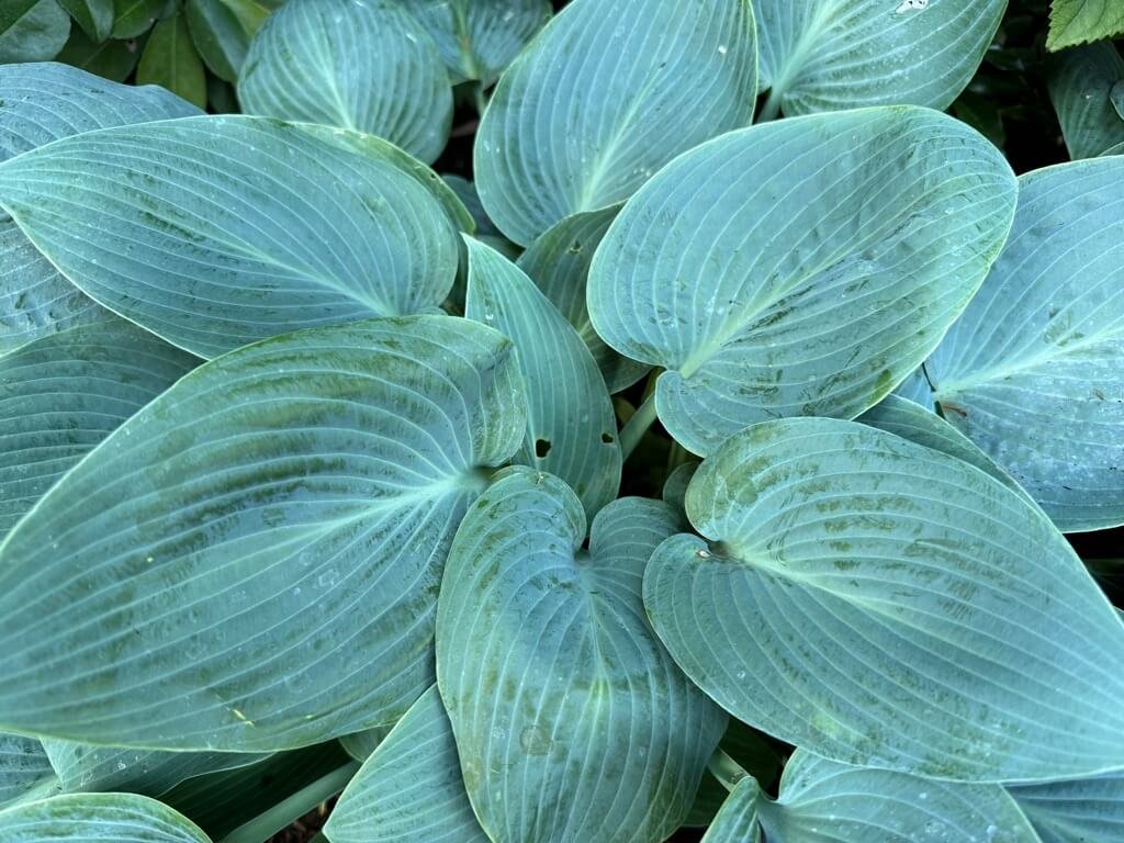 Hosta 'Canadian Blue' 03.jpeg