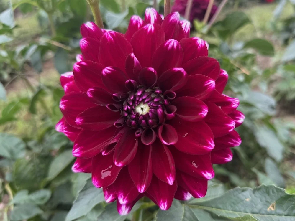 Dahlia 'Ryan C' 02.jpeg