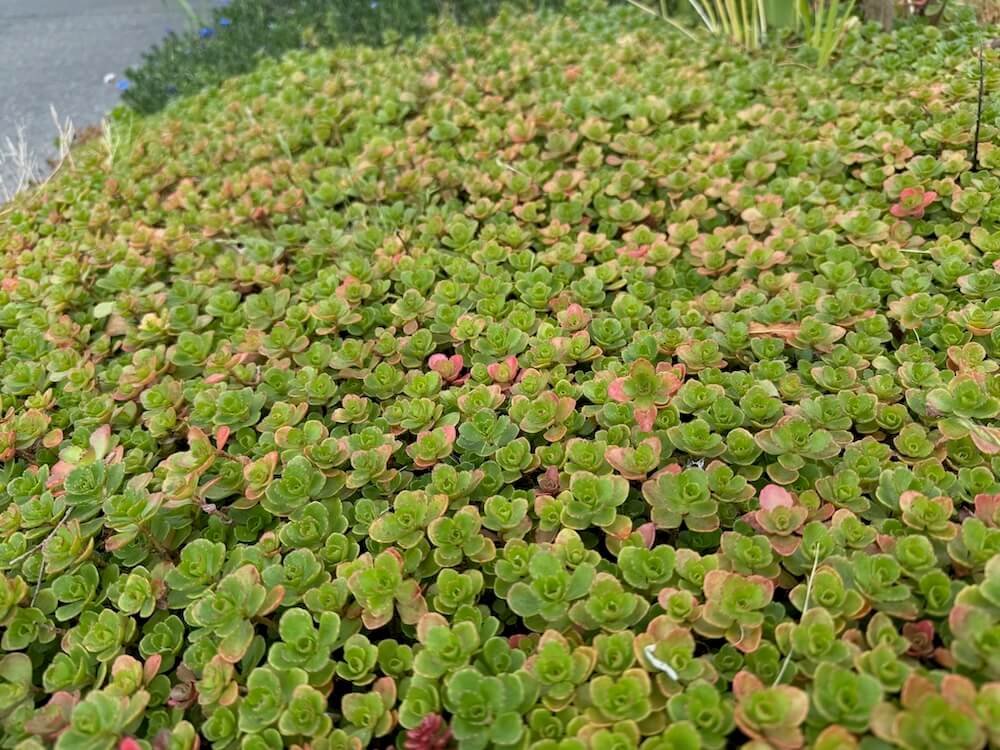 Sedum spurium 03.jpeg
