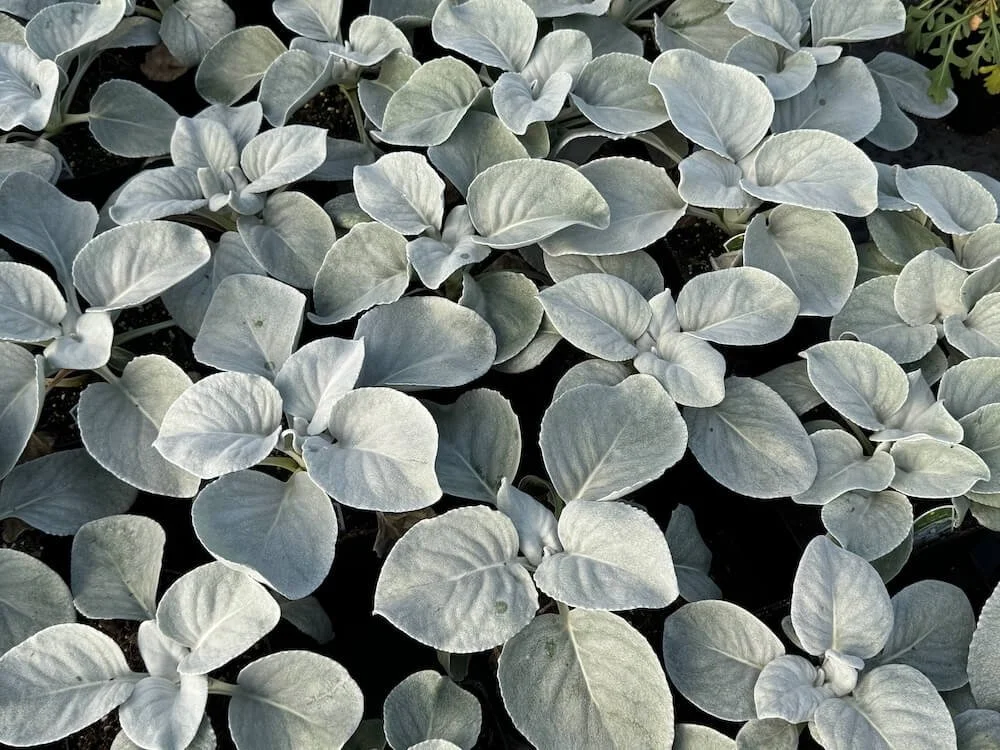 Senecio candicans 'Angel Wings' 03.jpeg