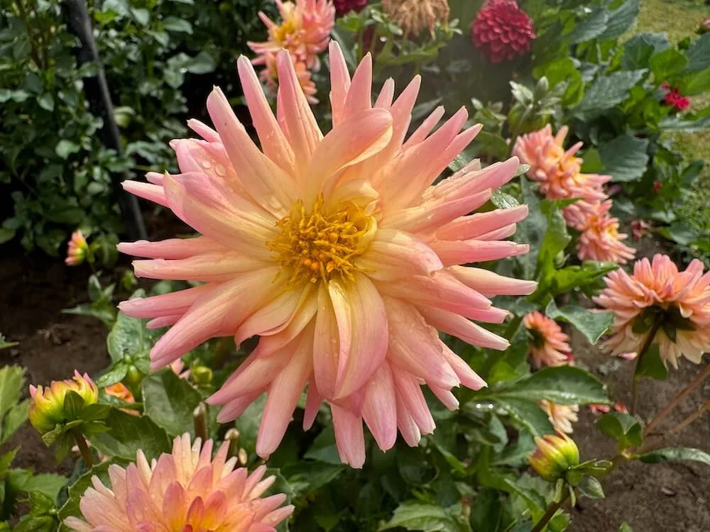 Dahlia 'Mary Jo' 02.jpeg