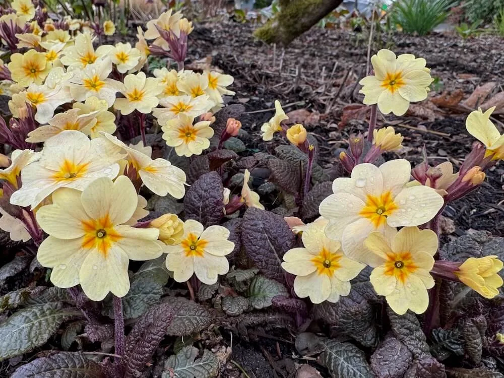 Primula vulgaris 'Prima Bella Creme' 03.jpeg