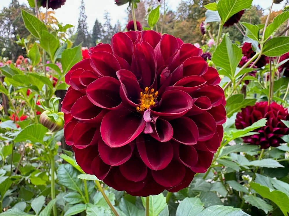 Dahlia 'Dark Spirit' 01.jpeg