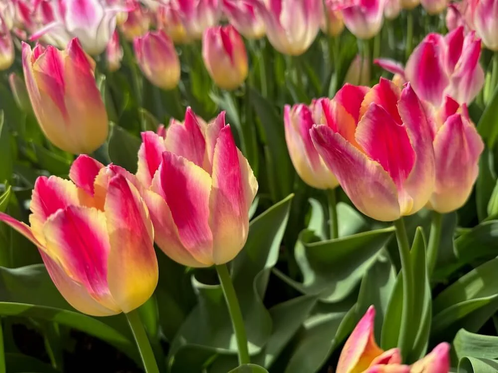 Tulipa 'Whispering Dream' 05.jpeg