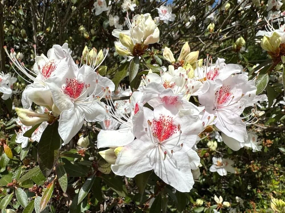 Rhododendron yunnanense 04.jpeg