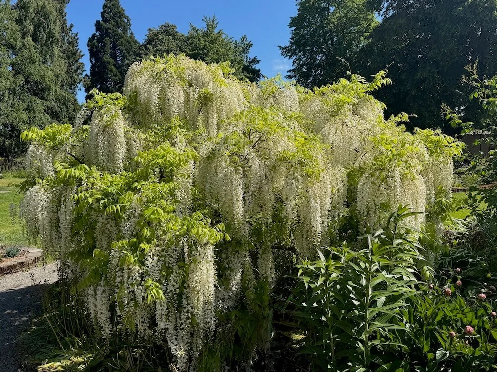 Wisteria floribunda 'Alba' | White Japanese Wisteria