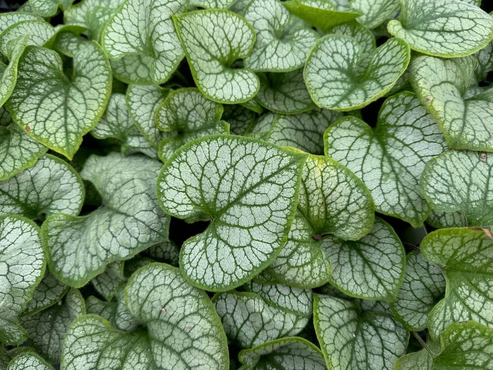 Brunnera macrophylla ‘Jack Frost’ (Heartleaf Brunnera) — Northwest Blooms