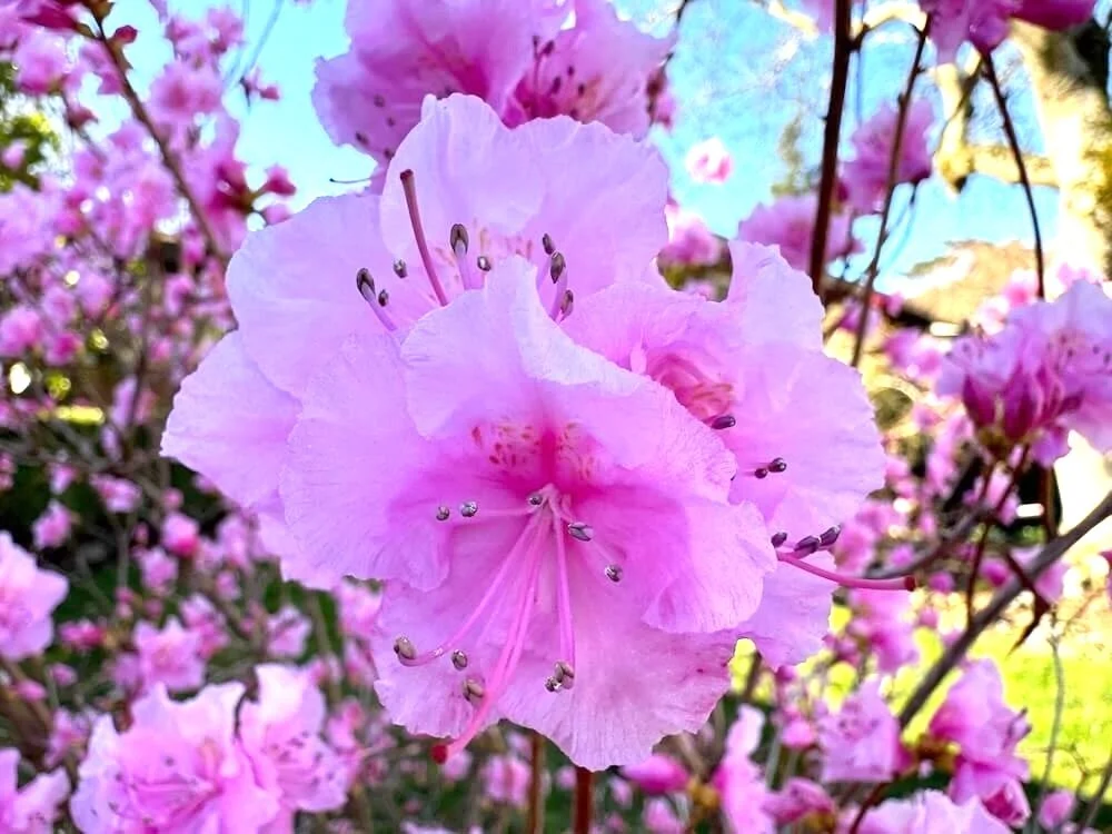 Rhododendron mucronulatum 'Cornell Pink' 01.jpeg