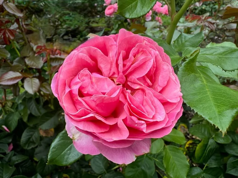 Rosa 'All Dressed Up' (All Dressed Up Grandiflora Rose) Northwest Blooms Rosa 'All Dressed Up' (All Dressed Up Grandiflora Rose) Northwest Blooms