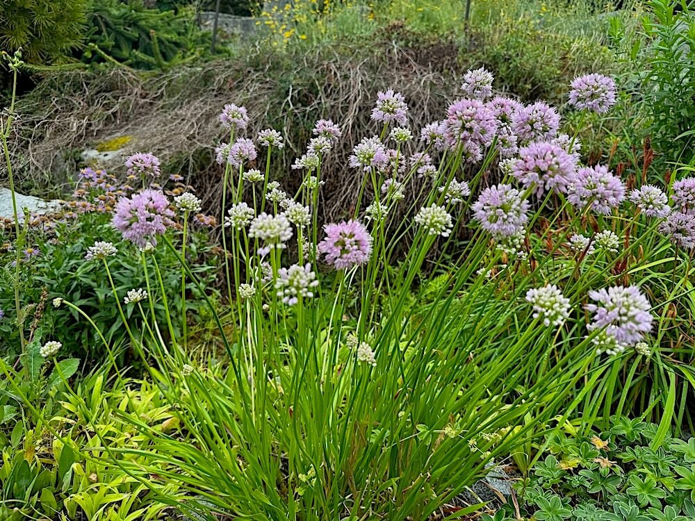 Allium lusitanicum 02.jpeg