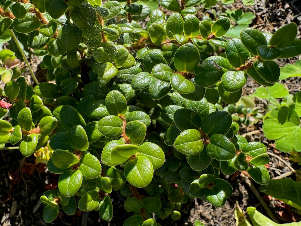 Vaccinium nummularia 03.jpeg