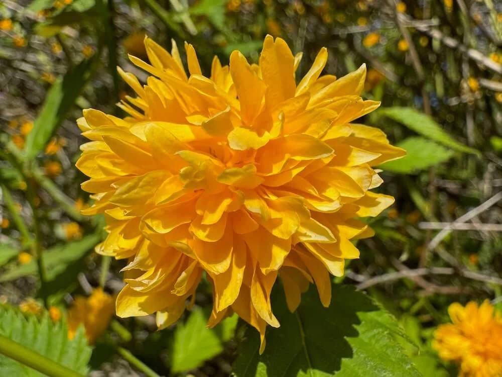Kerria japonica 'Pleniflora' 01.jpeg
