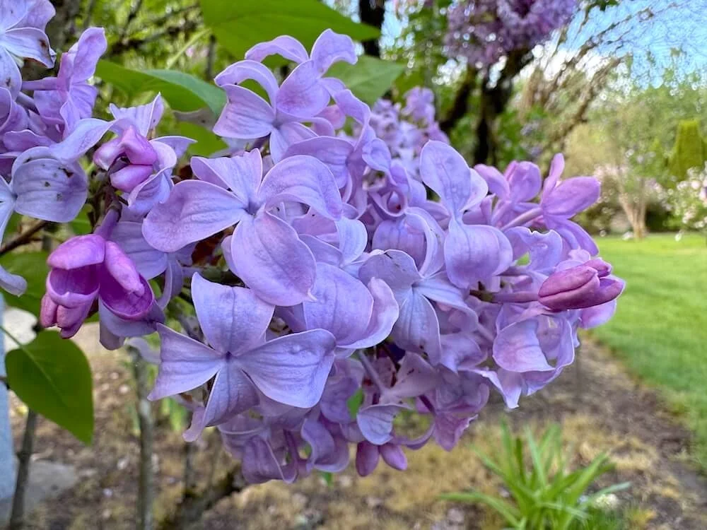 Syringa vulgaris 'R. and B. Mills' | R. and B. Mills Lilac