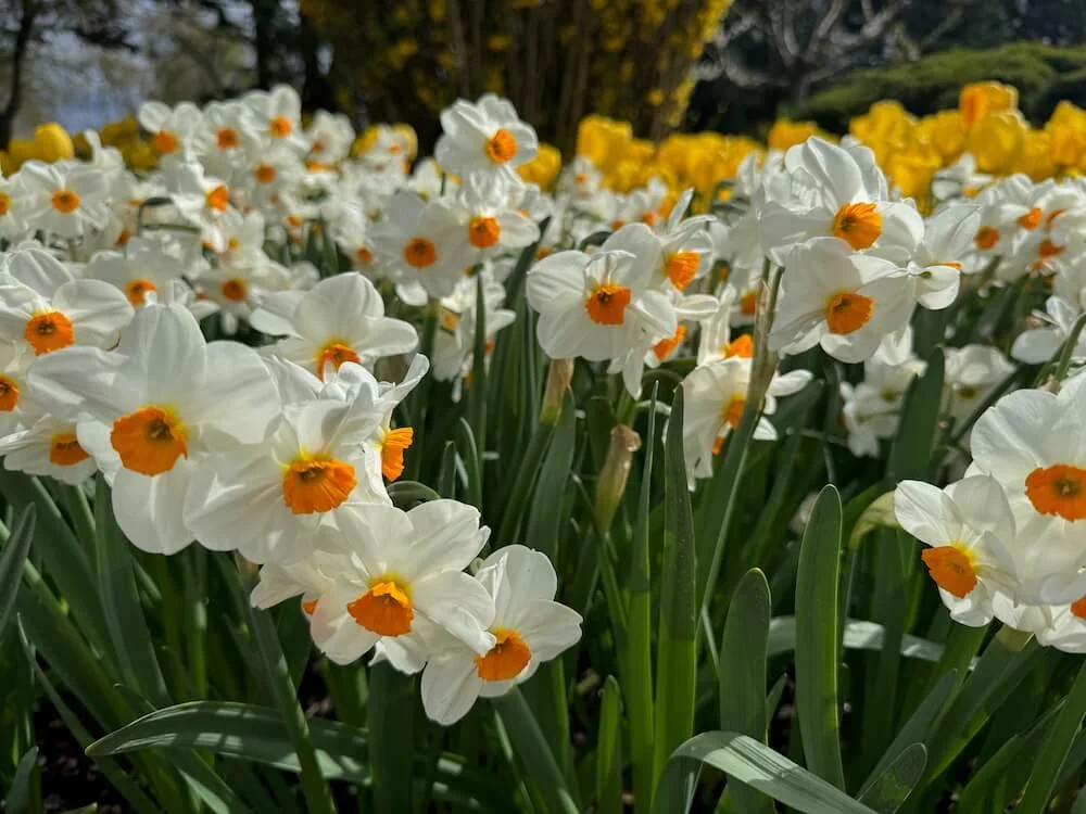 Narcissus 'Geranium' 03.jpeg