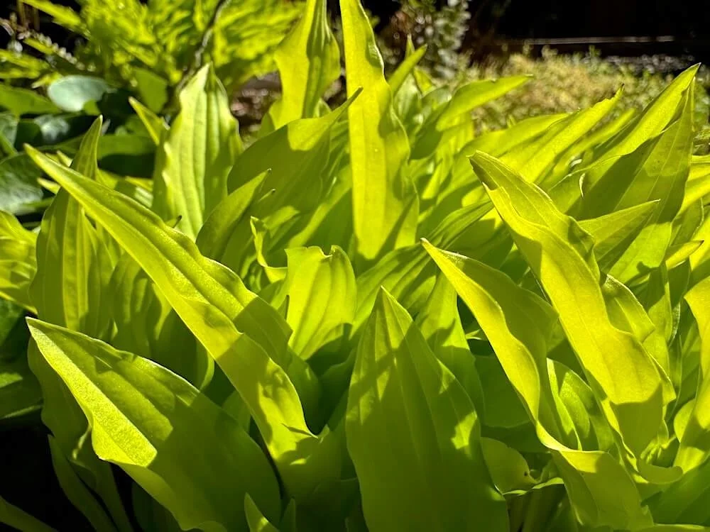Hosta 'Dragon Tails' 03.jpeg