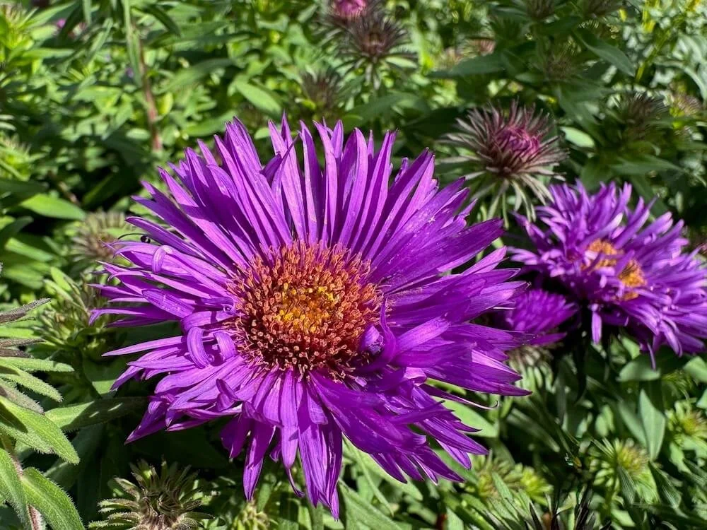 Symphyotrichum novae-angliae 'Purple Dome' 02.jpeg