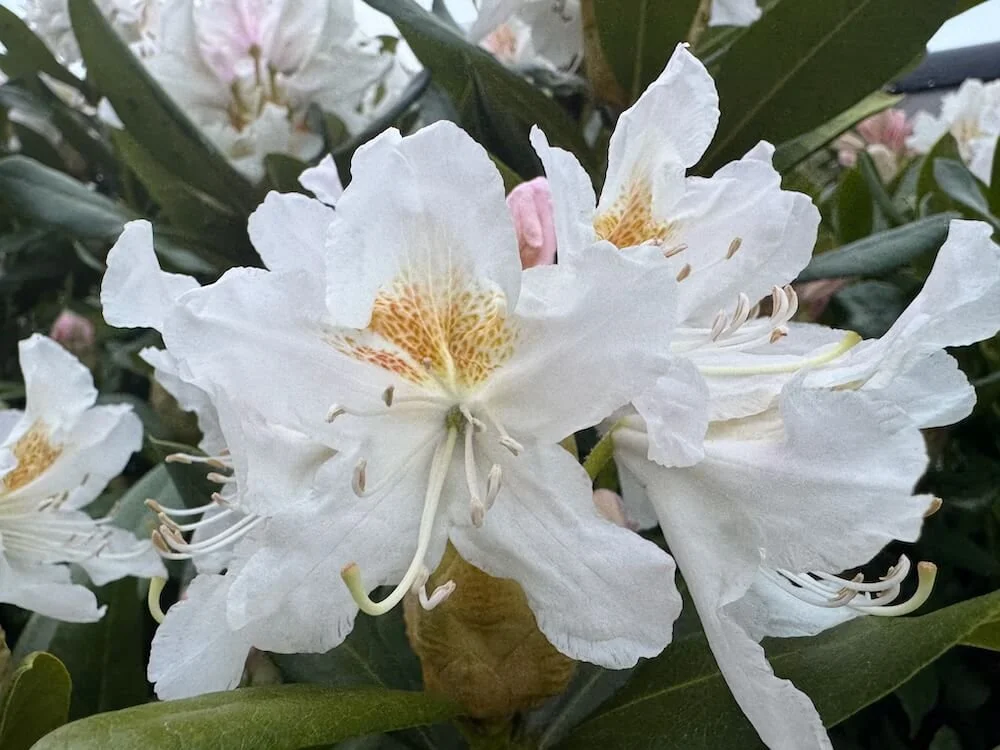 Rhododendron 'Cunningham's White' 04.jpeg