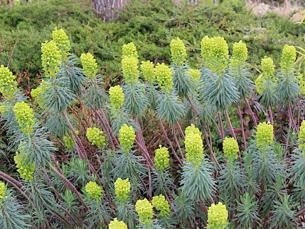 Euphorbia characias 'Bruce's Dwarf' 01.JPG