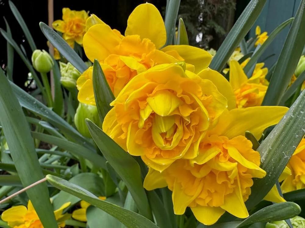 Narcissus 'Queen's Crown' 04.jpeg