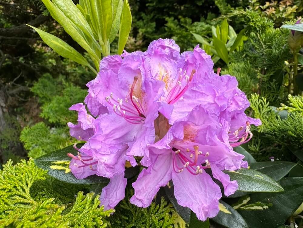 Rhododendron x 'Goldflimmer' 02.jpeg
