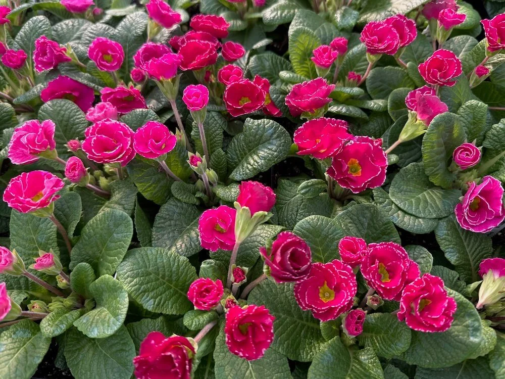 Primula 'Rose Edge' 03.jpeg