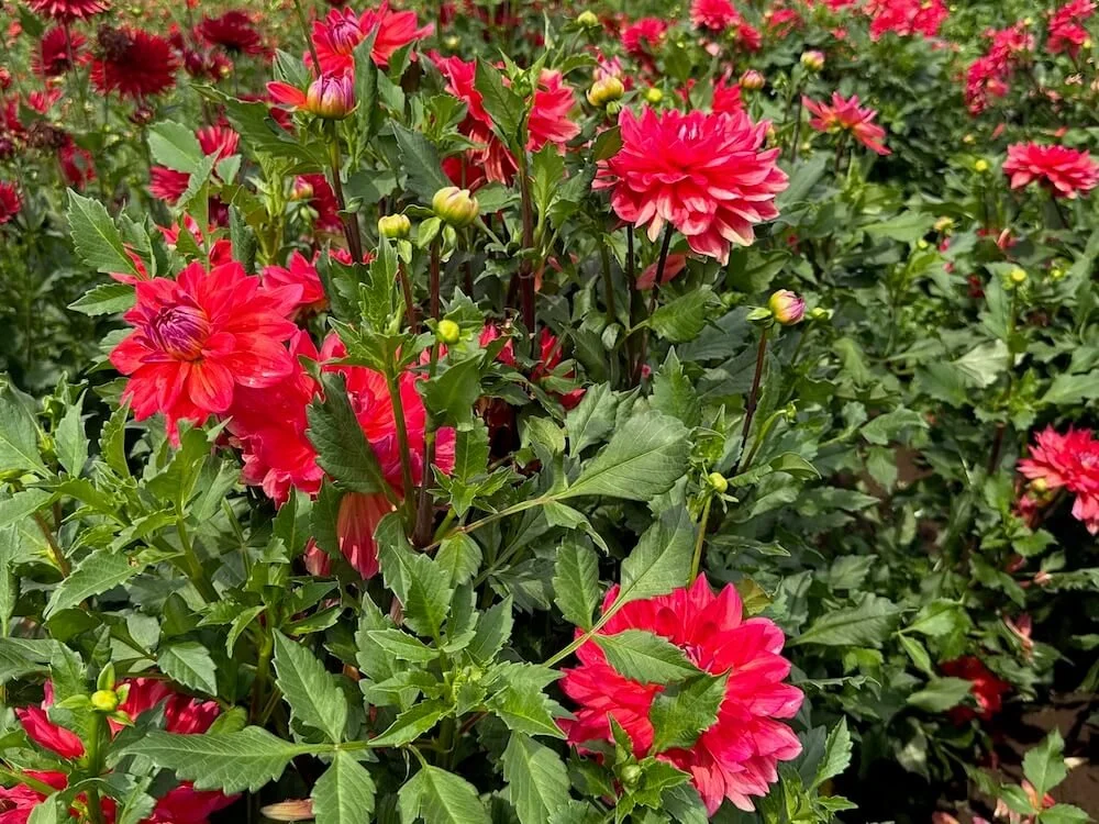 Dahlia 'Cooper Blaine' 03.jpeg