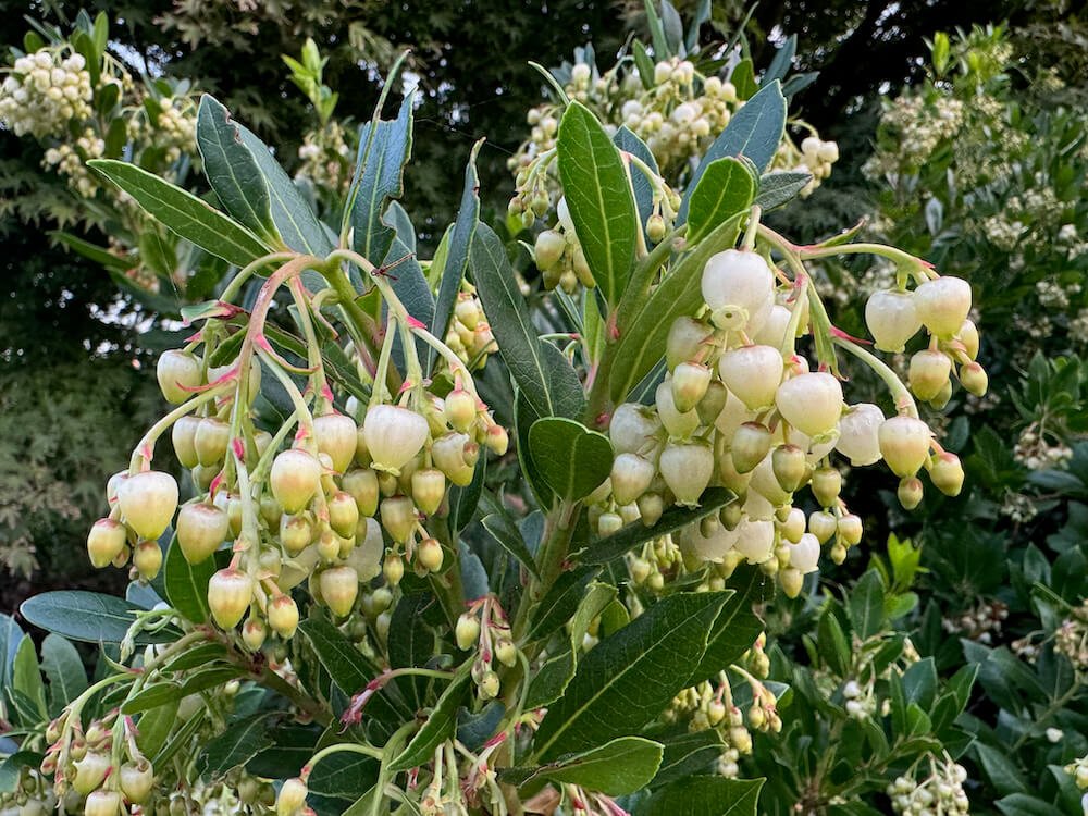 Arbutus unedo 'Compacta' 05.jpeg