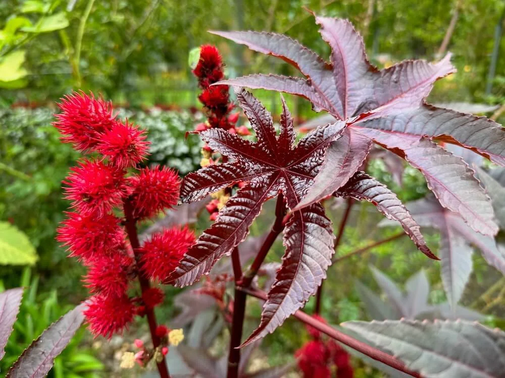 Ricinus communis 'Carmencita' | Carmencita Castor Oil Plant