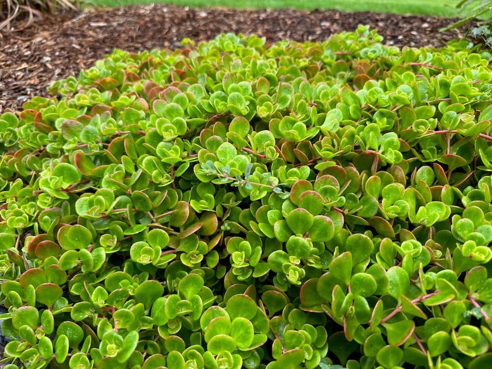 succulent hearts Mini Heart Plant Set of 3