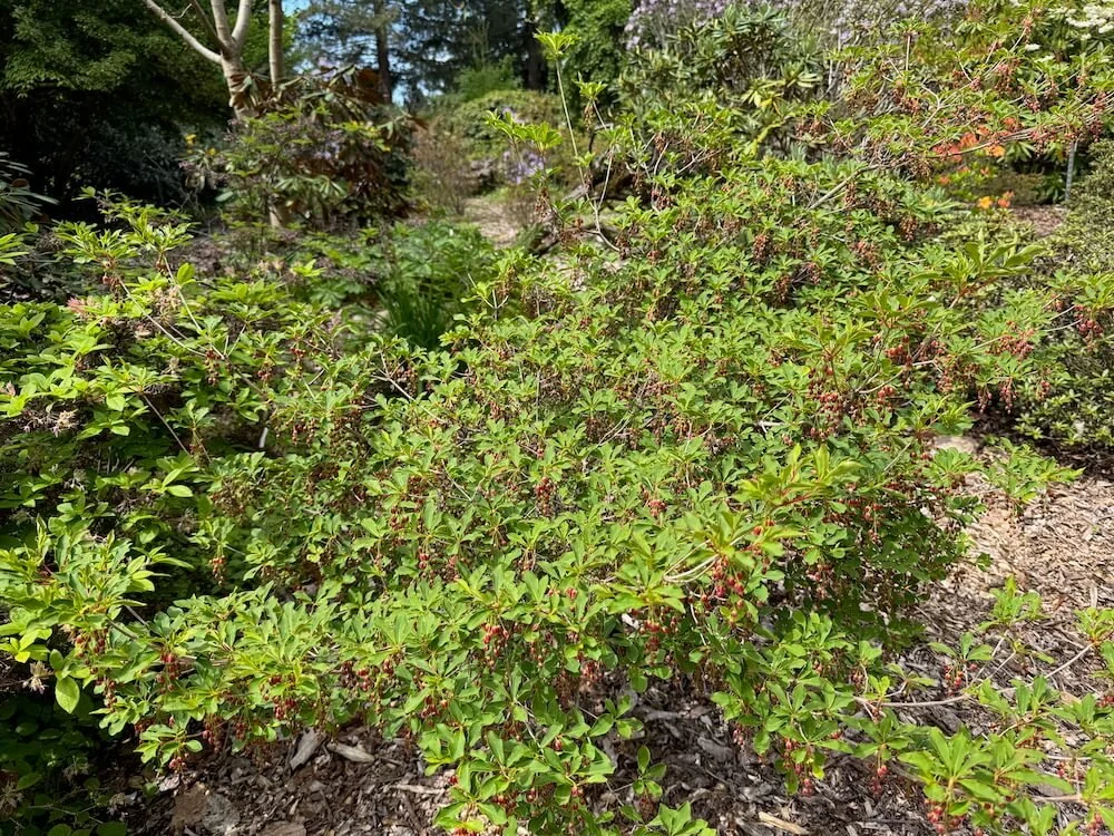 Enkianthus cernuus var. rubens 03.jpeg