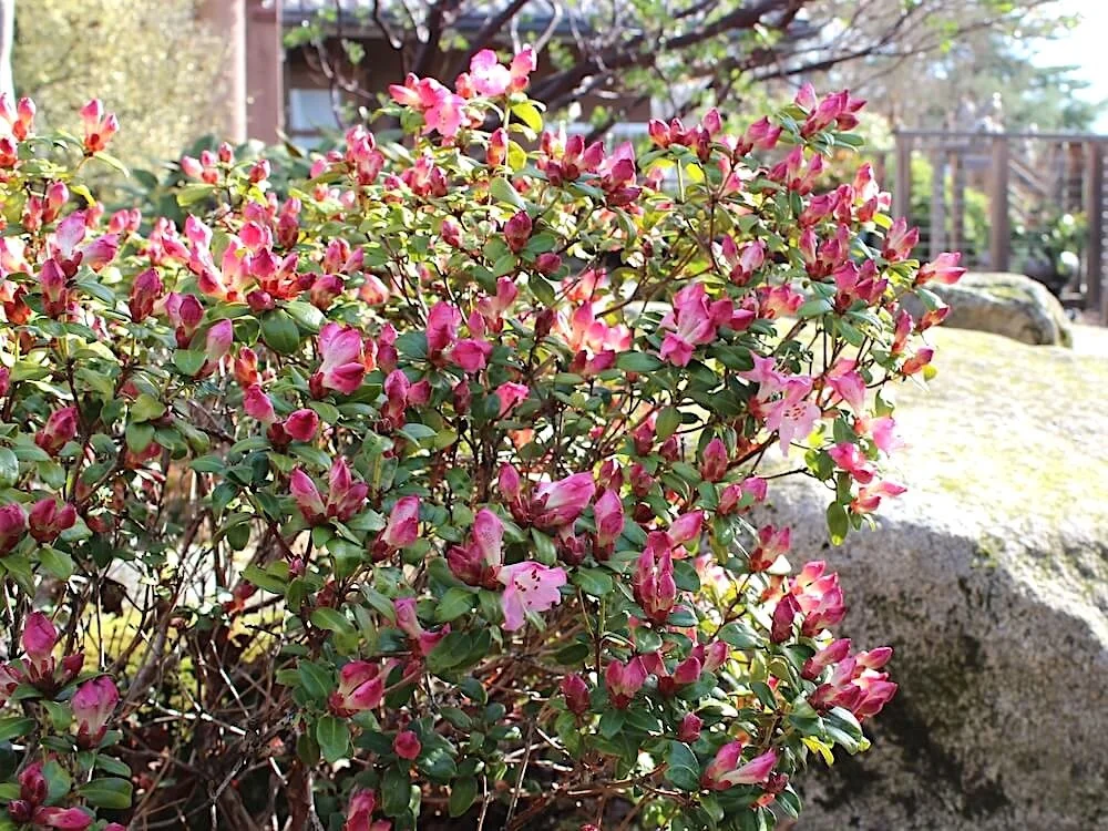 Rhododendron moupinense 03.JPG
