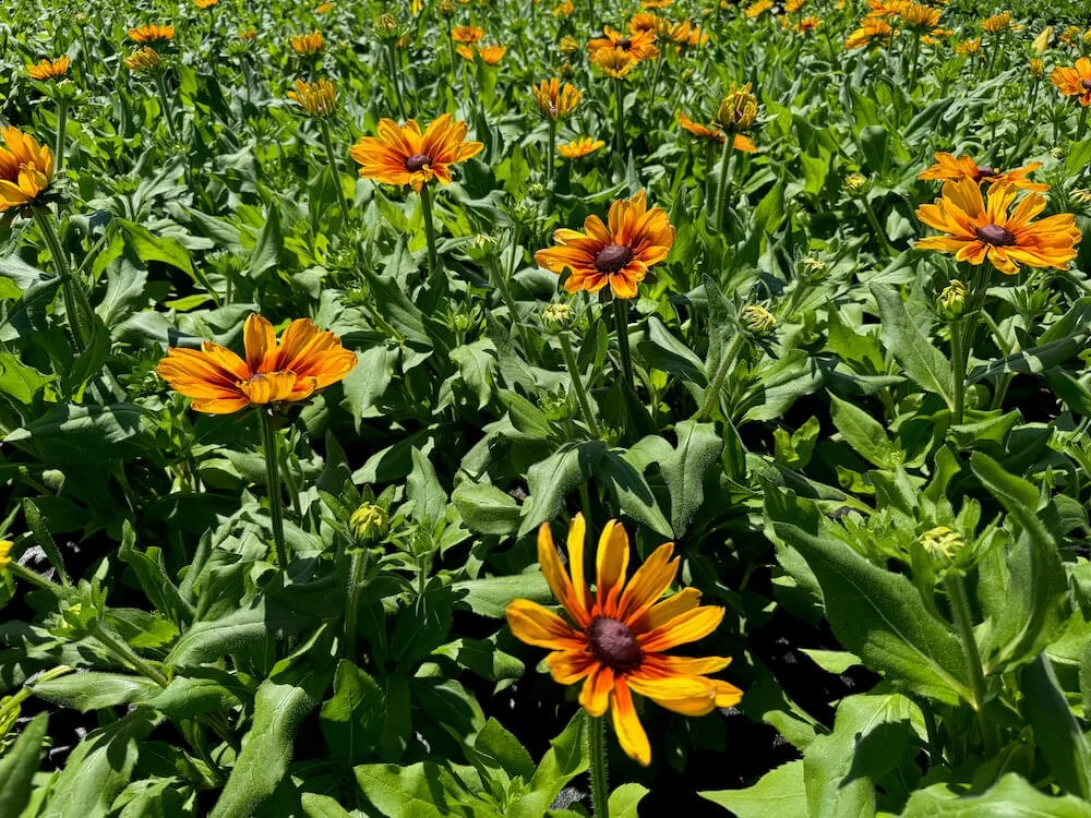 Rudbeckia hirta Sunbeckia 'Luna' 02.jpeg